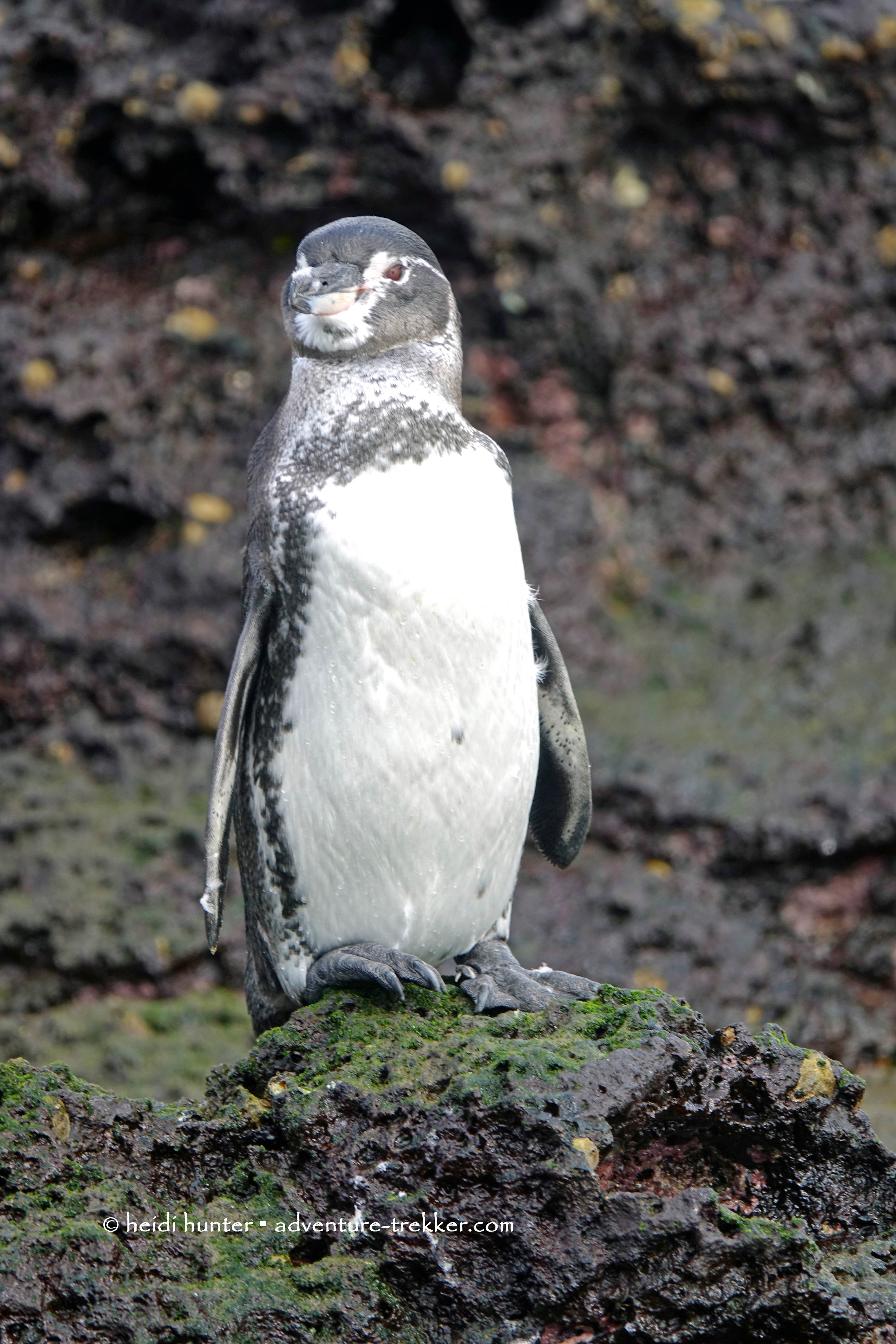 Santiago Sullivan Bay penguins (16)